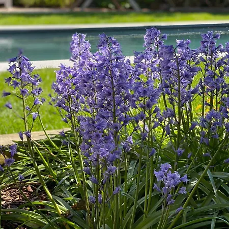 De Lanterfanters Jef *